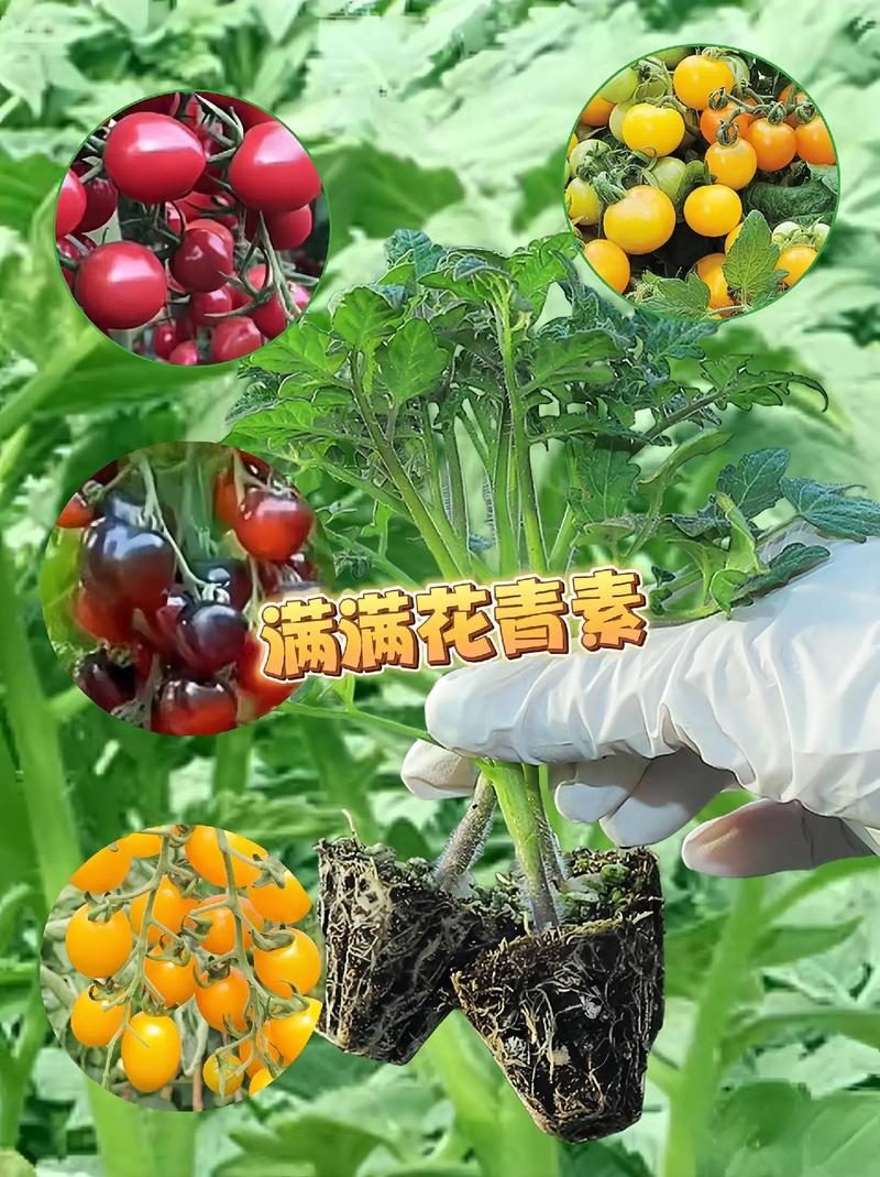 黑骑士番茄怎么种「黑番茄怎么种植最好呢视频」 花朵知识 黑骑士番茄怎么种「黑番茄怎么种植最好呢视频」 黑骑士番茄怎么种「黑番茄怎么种植最好呢视频」 花朵知识