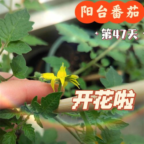 小番茄该怎样进行双杆整枝「番茄熟了怎么种植视频教程」 小番茄该怎样进行双杆整枝「番茄熟了怎么种植视频教程」 农业常识