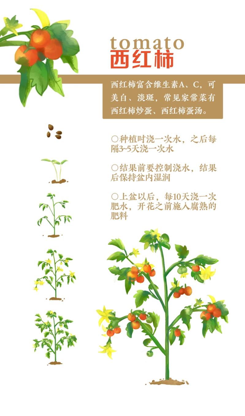 五月蔓青菜种植方法「多种蔬菜种植技巧和方法视频」 五月蔓青菜种植方法「多种蔬菜种植技巧和方法视频」 番茄种植技巧
