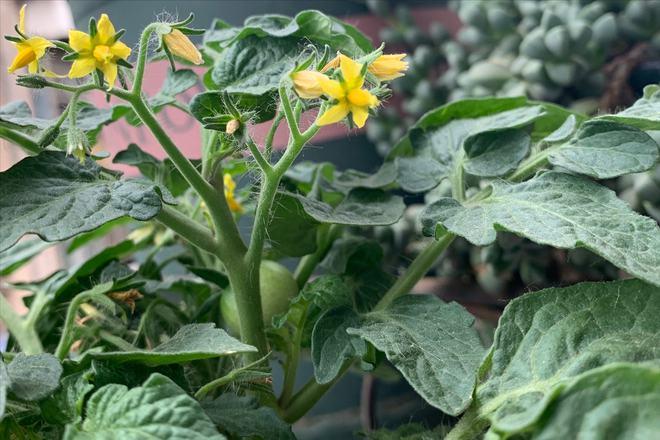 盆栽西红柿种植全过程「种花小盆栽番茄怎么种植视频」 盆栽西红柿种植全过程「种花小盆栽番茄怎么种植视频」 番茄病虫害防治