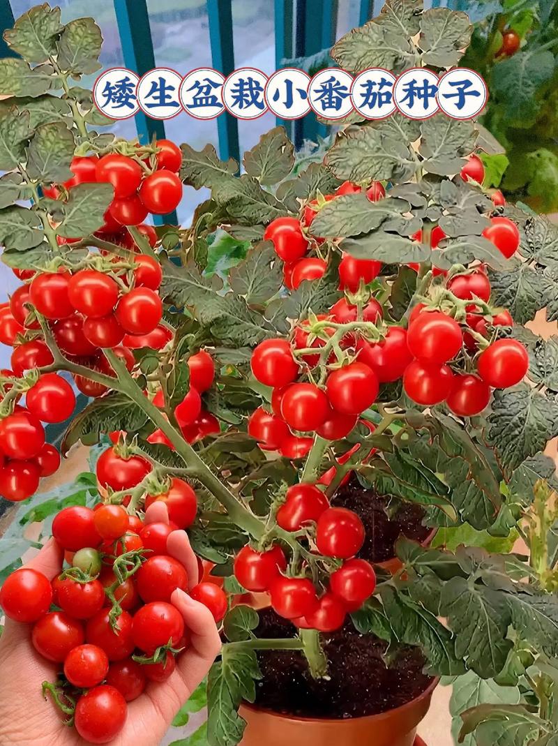 欧克西红柿亩种植多少可产量达多少「番茄种植密度怎么算的」 欧克西红柿亩种植多少可产量达多少「番茄种植密度怎么算的」 植物种类