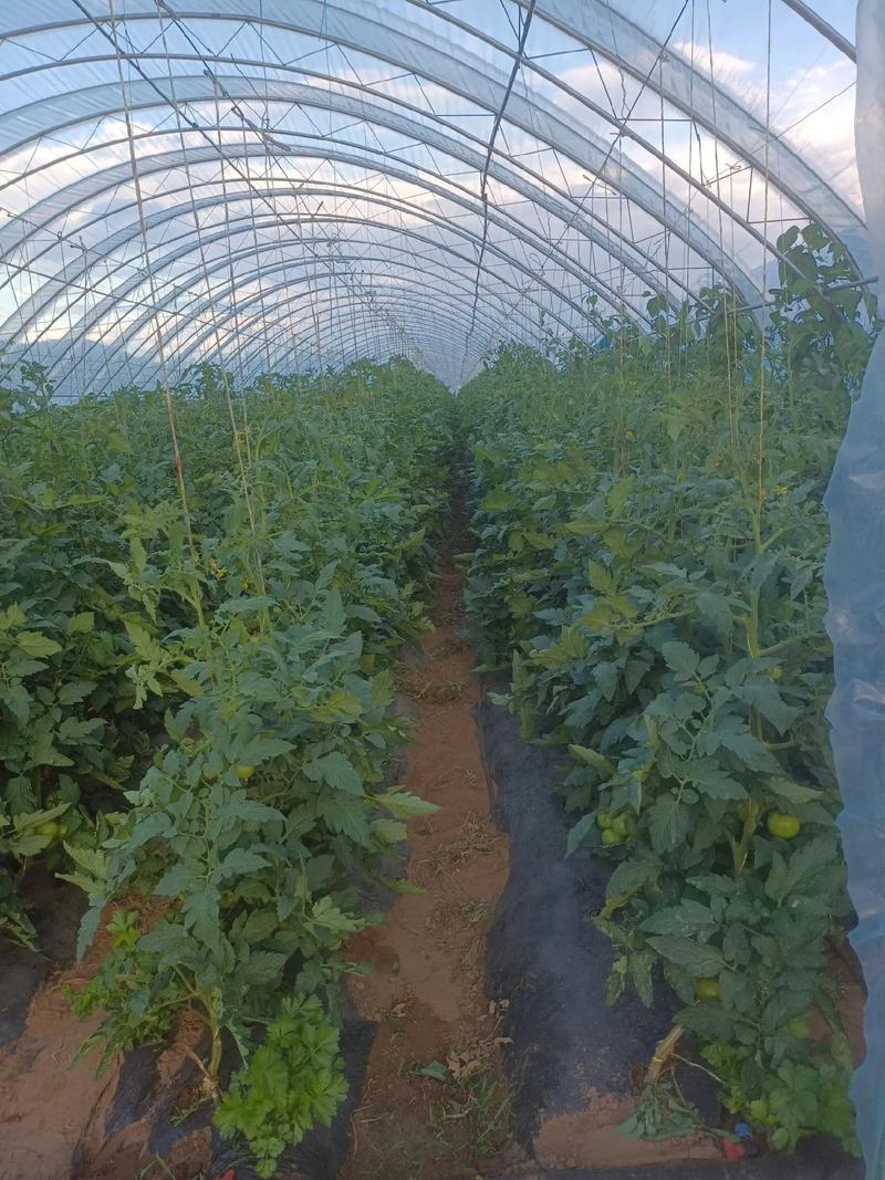 露天种植西红柿流程「室外大番茄怎么种植视频」 土壤施肥 露天种植西红柿流程「室外大番茄怎么种植视频」 露天种植西红柿流程「室外大番茄怎么种植视频」 土壤施肥