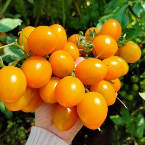 黄金籽番茄种植技术「番茄树怎么晚上种植呢」 黄金籽番茄种植技术「番茄树怎么晚上种植呢」 番茄种植技巧