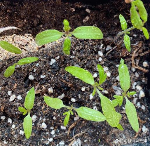 怎样促使西红柿发芽快「番茄怎么种植发芽快些呢」 土壤施肥 怎样促使西红柿发芽快「番茄怎么种植发芽快些呢」 怎样促使西红柿发芽快「番茄怎么种植发芽快些呢」 土壤施肥