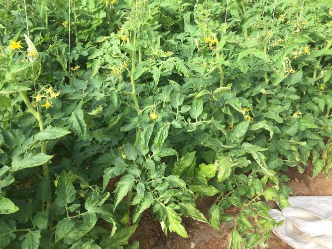 西红柿几层可掐顶「阳台种植番茄怎么掐顶好活」 西红柿几层可掐顶「阳台种植番茄怎么掐顶好活」 番茄病虫害防治