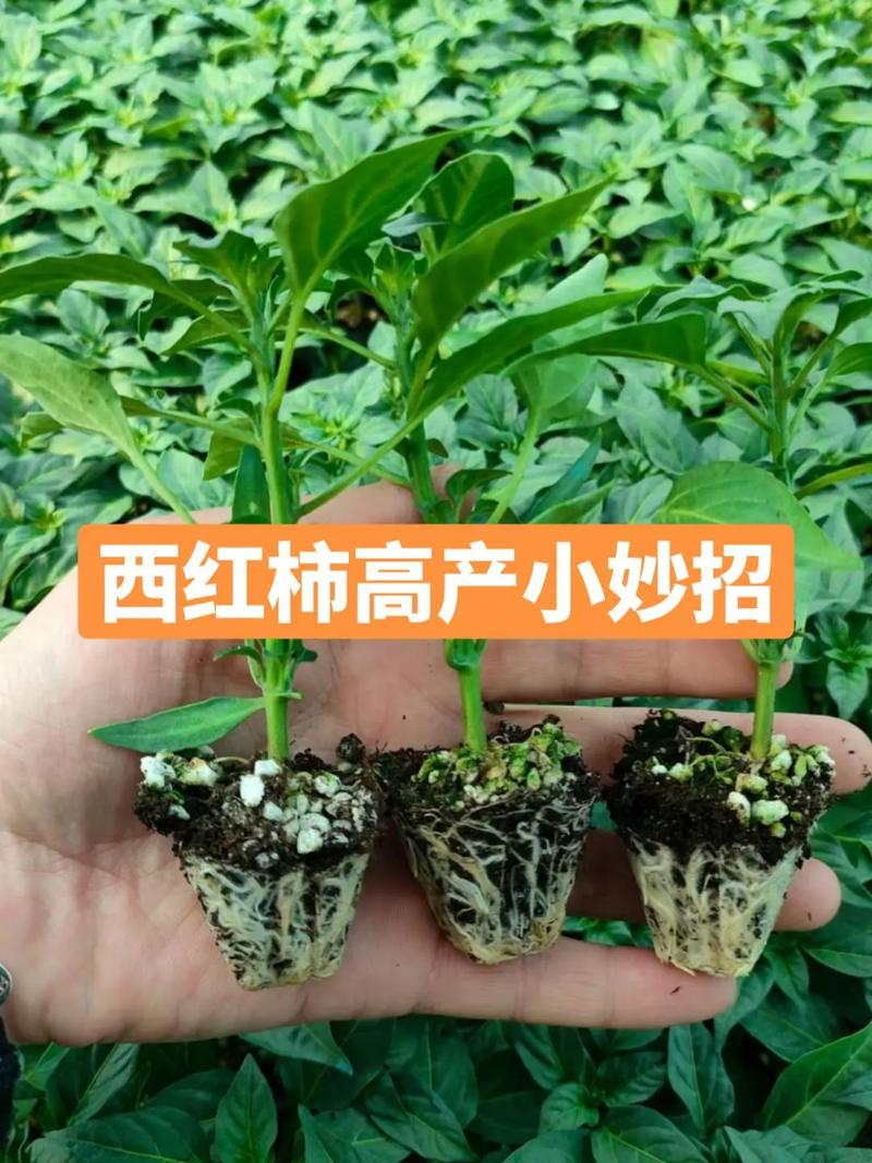 番茄高产绝招_怎么种植番茄才高产呢 番茄高产绝招_怎么种植番茄才高产呢 农业常识