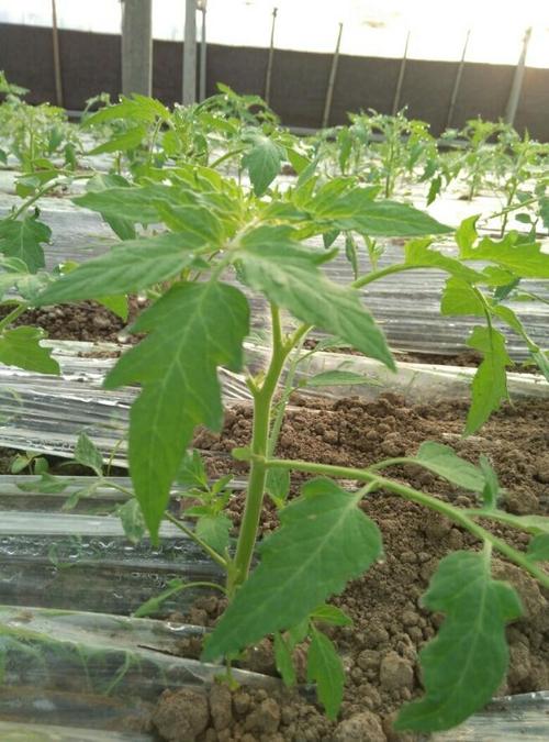 西红柿苗期控旺打什么药，有哪些注意事项呢_番茄怎么换土种植呢视频 西红柿苗期控旺打什么药，有哪些注意事项呢_番茄怎么换土种植呢视频 种植技巧