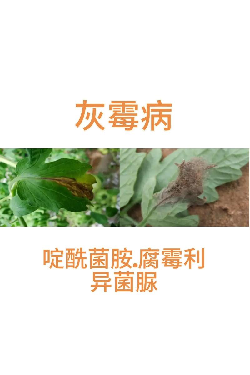 西红柿不用农药如何防虫_番茄怎么种植不生虫呢 西红柿不用农药如何防虫_番茄怎么种植不生虫呢 农业常识