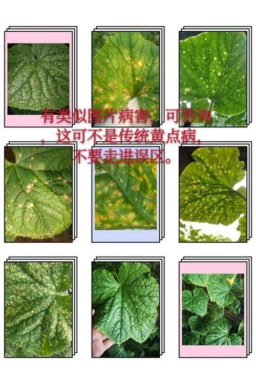 大棚种植蔬菜不能正常授粉的时候，常通过点花、蘸花提高坐果率，具体如何做_蔬菜种植小技巧小妙招视频 大棚种植蔬菜不能正常授粉的时候，常通过点花、蘸花提高坐果率，具体如何做_蔬菜种植小技巧小妙招视频 植物种类