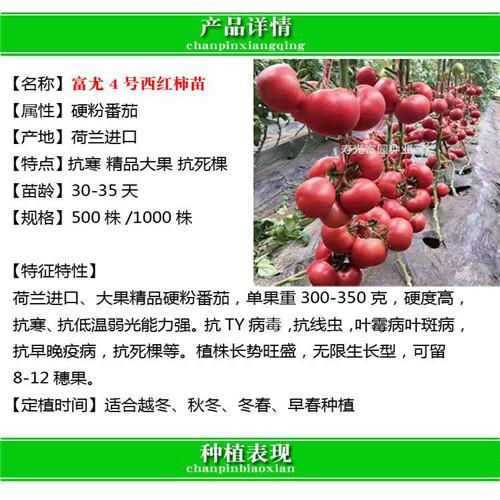 大棚番茄苗已种上的文案_种植番茄苗文案怎么写好看 大棚番茄苗已种上的文案_种植番茄苗文案怎么写好看 花朵知识