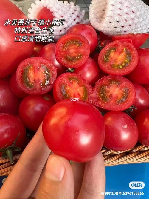 草莓西红柿亩产多少斤_草莓番茄种植计划怎么写的 草莓西红柿亩产多少斤_草莓番茄种植计划怎么写的 植物种类
