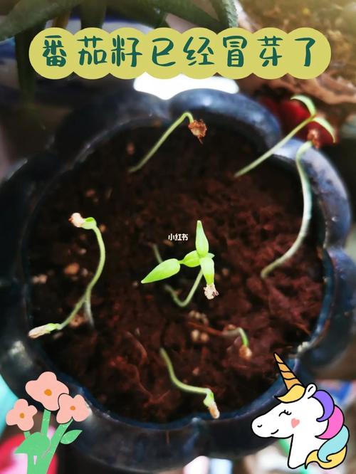 西红柿黑钻石种子怎么种植_小黑色番茄种子怎么种植的 西红柿黑钻石种子怎么种植_小黑色番茄种子怎么种植的 番茄种植技巧