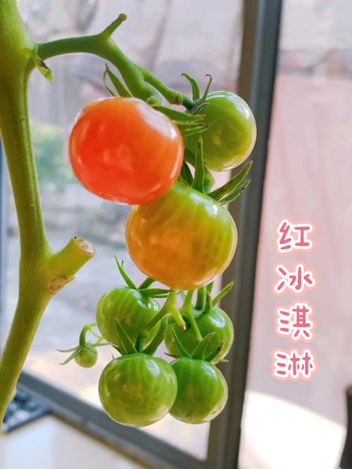 番茄可以做冰激凌吗_冰淇淋番茄怎么种植的 番茄可以做冰激凌吗_冰淇淋番茄怎么种植的 番茄病虫害防治