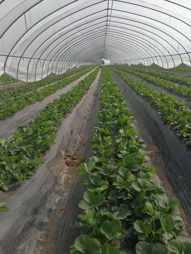 草莓大棚除了种草莓还能种什么_番茄地里种草莓怎么种植视频 草莓大棚除了种草莓还能种什么_番茄地里种草莓怎么种植视频 花朵知识