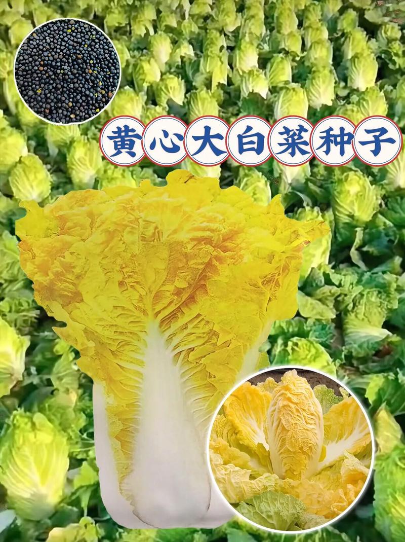 青头白菜的家常做法_大青番茄种子怎么种植方法视频 青头白菜的家常做法_大青番茄种子怎么种植方法视频 番茄种植技巧
