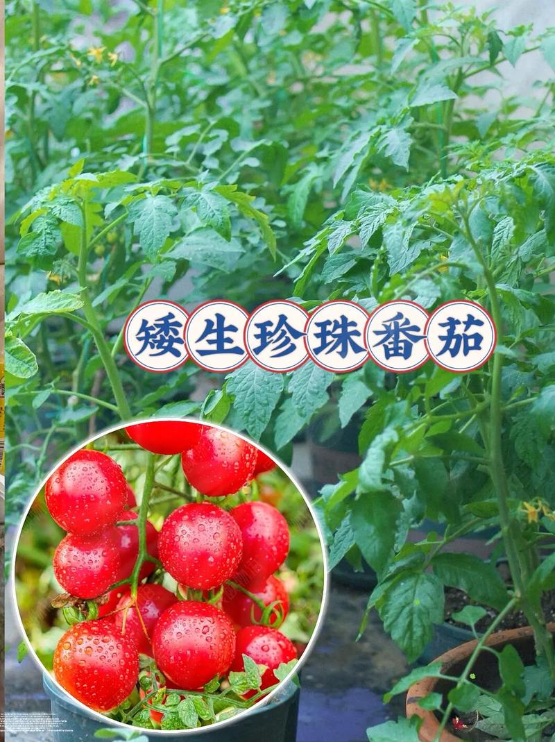 红珍珠小番茄种植方法_盆栽珍珠番茄怎么种植视频 红珍珠小番茄种植方法_盆栽珍珠番茄怎么种植视频 植物种类