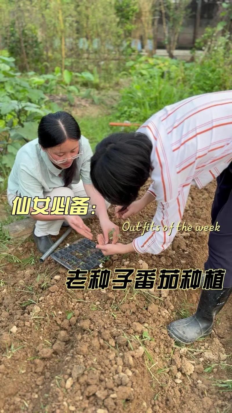 吃的番茄种子可以种吗_自留种番茄籽怎么种植视频 吃的番茄种子可以种吗_自留种番茄籽怎么种植视频 番茄种植技巧