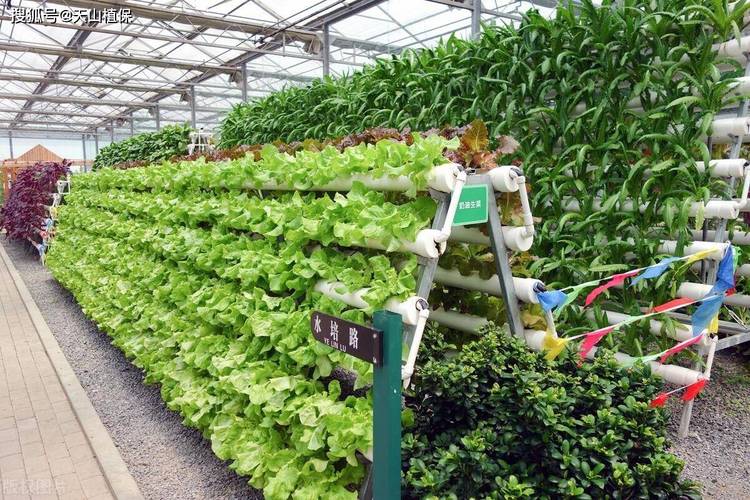 承包了100亩土地种植蔬菜，要怎么管理_蔬菜种植方法和栽培技巧视频 承包了100亩土地种植蔬菜，要怎么管理_蔬菜种植方法和栽培技巧视频 农业常识