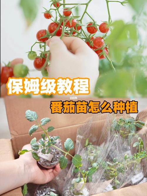 番茄苗怎么养_番茄苗怎么在家种植视频 土壤施肥 番茄苗怎么养_番茄苗怎么在家种植视频 番茄苗怎么养_番茄苗怎么在家种植视频 土壤施肥
