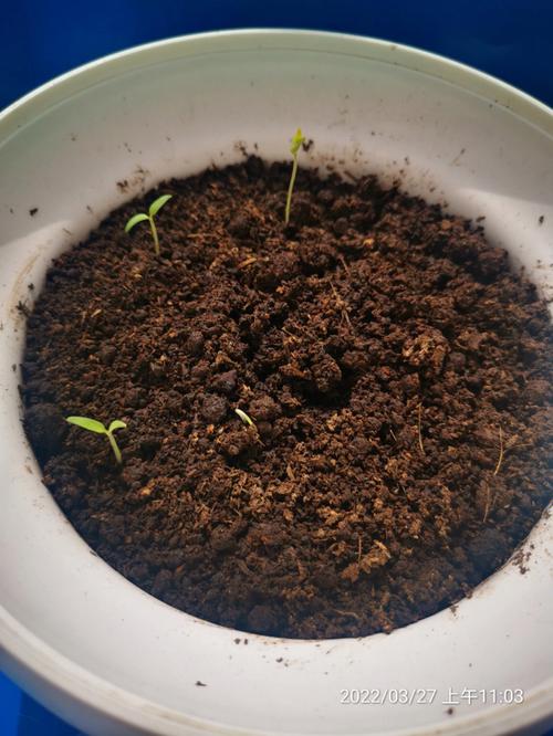 小番茄种子的种植方法_大番茄种子怎么种植方法 在家 小番茄种子的种植方法_大番茄种子怎么种植方法 在家 番茄病虫害防治
