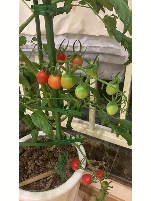 电陶炉责么烧烤_悬空种植小番茄怎么种植 电陶炉责么烧烤_悬空种植小番茄怎么种植 番茄种植技巧