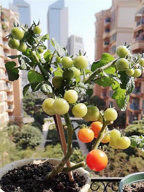 盆栽蔬菜家庭阳台养护需要注意哪些事项_窗台盆栽小番茄怎么种植视频 盆栽蔬菜家庭阳台养护需要注意哪些事项_窗台盆栽小番茄怎么种植视频 番茄种植技巧