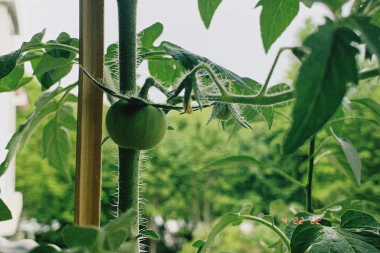 菜豆、黄瓜、西红柿什么时候种植_黄瓜番茄辣椒怎么种植的视频 菜豆、黄瓜、西红柿什么时候种植_黄瓜番茄辣椒怎么种植的视频 农业常识