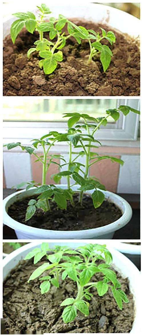 小番茄苗种植方法全过程_小番茄大番茄怎么种植视频 小番茄苗种植方法全过程_小番茄大番茄怎么种植视频 农业常识