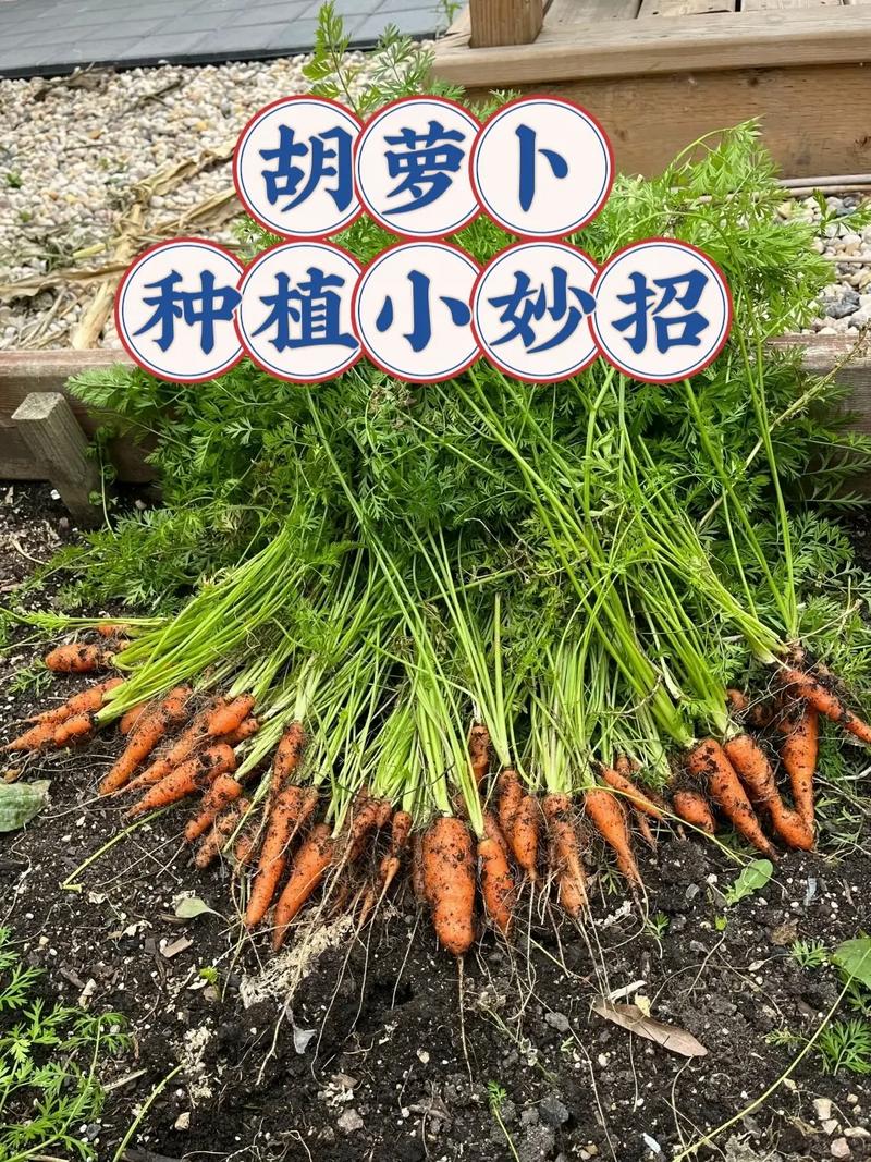 萝卜如何种植，简单种植萝卜的技巧_蔬菜种植技巧素材图文版大全 萝卜如何种植，简单种植萝卜的技巧_蔬菜种植技巧素材图文版大全 农业常识