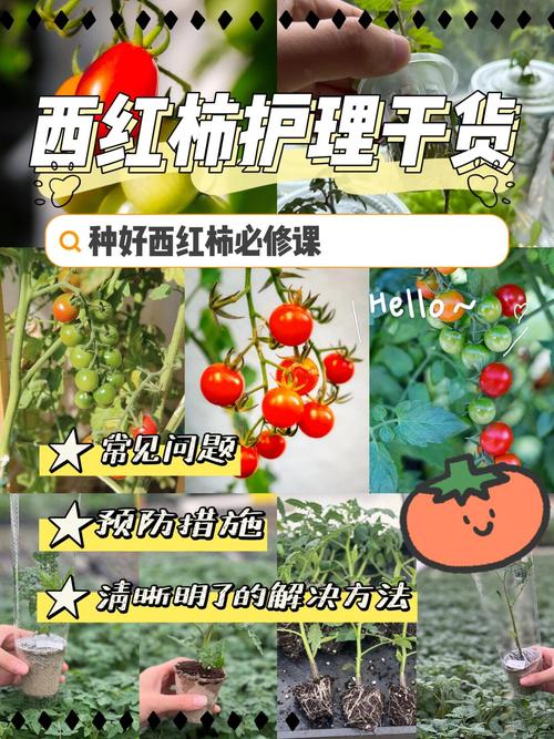 番茄管理技术和方法_番茄种植怎么养护好呢 番茄管理技术和方法_番茄种植怎么养护好呢 番茄种植技巧
