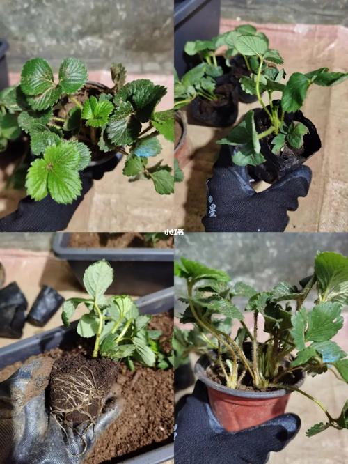 草莓番茄播种时间_草莓园种番茄怎么种植视频 草莓番茄播种时间_草莓园种番茄怎么种植视频 植物种类