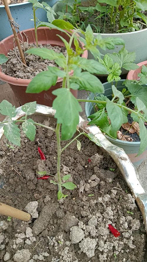 番茄苗怎么育_夏天怎么培育番茄种植呢视频 番茄苗怎么育_夏天怎么培育番茄种植呢视频 番茄种植技巧