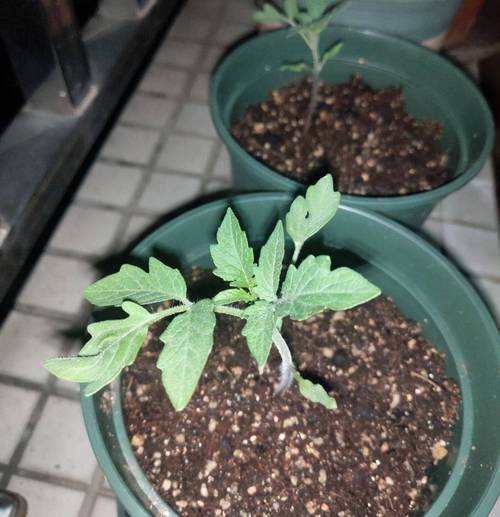 小番茄种植方法和管理技术_种植园小番茄怎么种植的 小番茄种植方法和管理技术_种植园小番茄怎么种植的 土壤施肥