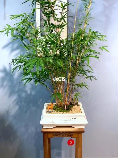 丛林竹盆栽的养殖方法_竹子盆栽蔬菜种植小技巧视频 丛林竹盆栽的养殖方法_竹子盆栽蔬菜种植小技巧视频 花朵知识
