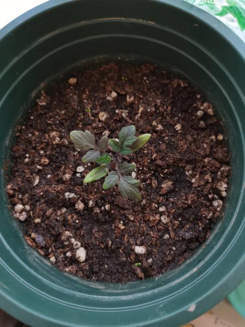 番茄出芽后如何种植_小番茄发芽以后怎么种植视频 番茄出芽后如何种植_小番茄发芽以后怎么种植视频 花朵知识