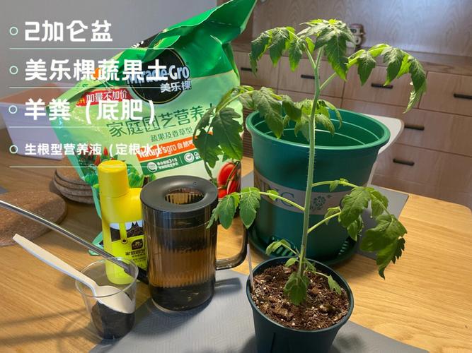 番茄定植之后，如何浇水和施肥_番茄丰收后怎么种植视频 番茄定植之后，如何浇水和施肥_番茄丰收后怎么种植视频 番茄病虫害防治