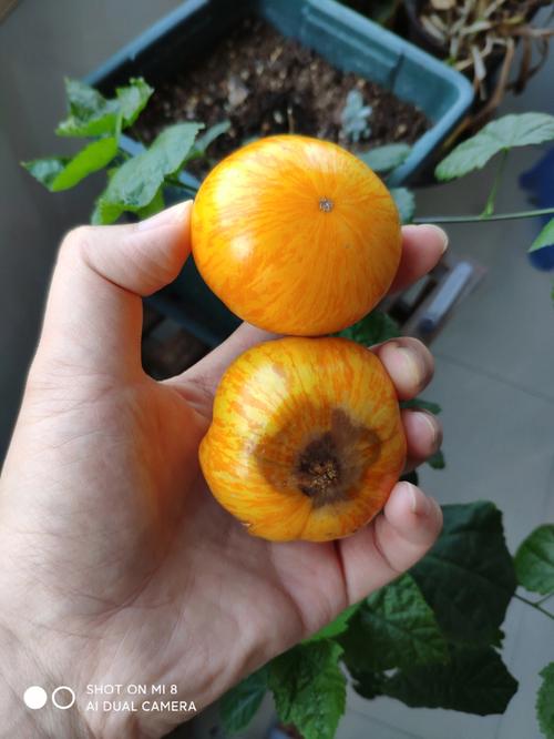 西红柿的种植方法_烂番茄保定怎么种植的 种植技巧 西红柿的种植方法_烂番茄保定怎么种植的 西红柿的种植方法_烂番茄保定怎么种植的 种植技巧