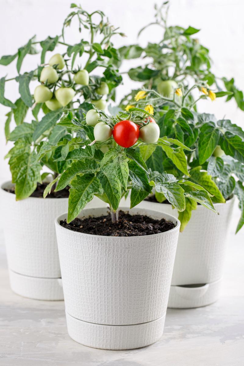 室内种植番茄_室内种植番茄怎么种植 室内种植番茄_室内种植番茄怎么种植 花朵知识