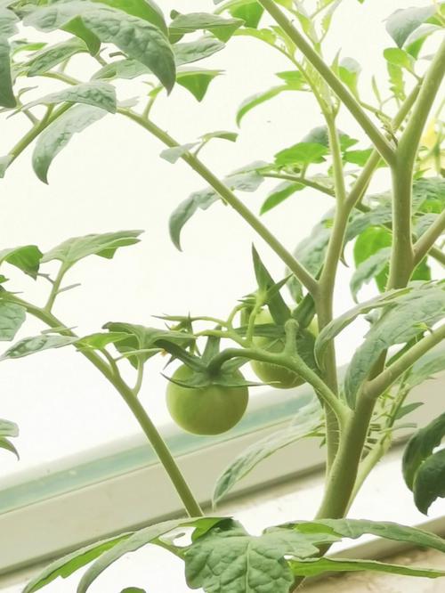 西红柿坐果的最佳方法_番茄苗盆栽怎么种植坐果多 植物种类 西红柿坐果的最佳方法_番茄苗盆栽怎么种植坐果多 西红柿坐果的最佳方法_番茄苗盆栽怎么种植坐果多 植物种类