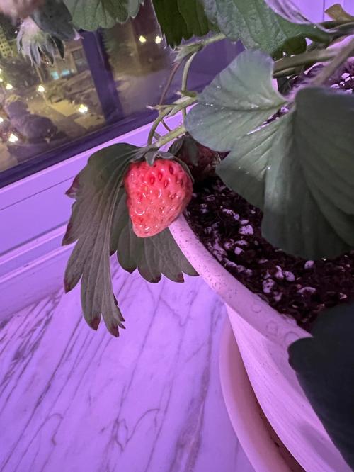 紫色小番茄盆栽种植方法_矮化黄番茄怎么种植视频 紫色小番茄盆栽种植方法_矮化黄番茄怎么种植视频 番茄病虫害防治