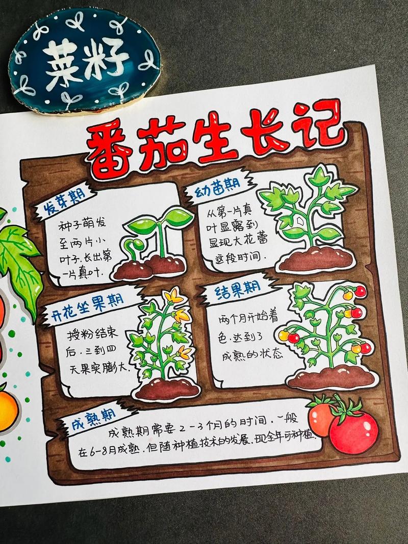 番茄种植技术顺口溜_种植区番茄介绍怎么写好看 番茄种植技术顺口溜_种植区番茄介绍怎么写好看 番茄种植技巧