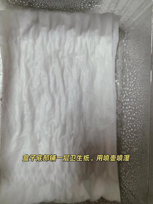 怎样播种番茄种子_水果番茄种子怎么种植视频 怎样播种番茄种子_水果番茄种子怎么种植视频 农业常识