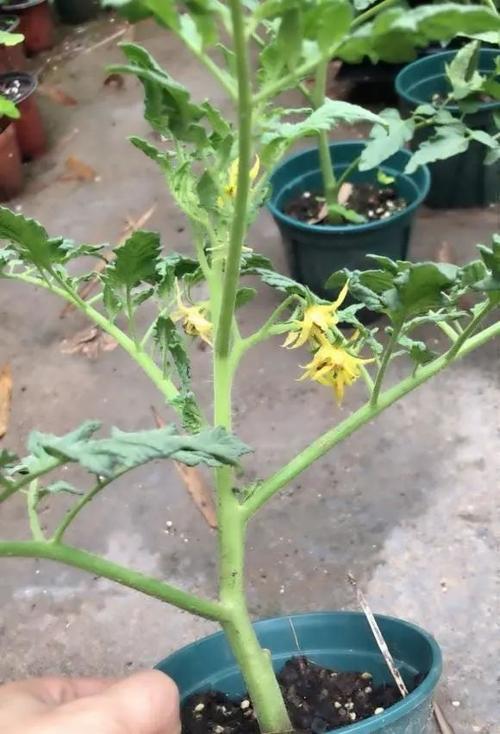 阳台花盆种西红柿，怎么才能长得又大又好_阳台怎么种植大番茄苗视频 阳台花盆种西红柿，怎么才能长得又大又好_阳台怎么种植大番茄苗视频 植物种类