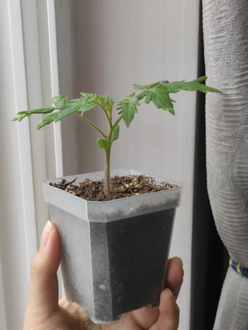 盆栽西红柿苗后怎么养护_番茄苗到了怎么种植呢视频 盆栽西红柿苗后怎么养护_番茄苗到了怎么种植呢视频 番茄种植技巧