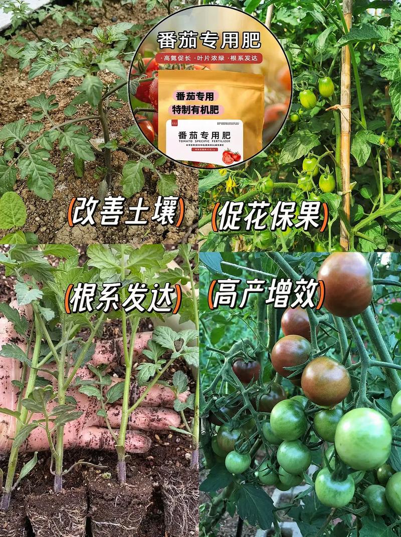 打算在家阳台种一些小番茄,平时用什么肥料好_阳台番茄种植肥料怎么用的 番茄种植技巧 打算在家阳台种一些小番茄,平时用什么肥料好_阳台番茄种植肥料怎么用的 打算在家阳台种一些小番茄,平时用什么肥料好_阳台番茄种植肥料怎么用的 番茄种植技巧