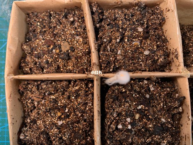 千禧番茄种子种植方法_小圆番茄种子怎么种植视频 千禧番茄种子种植方法_小圆番茄种子怎么种植视频 种植技巧