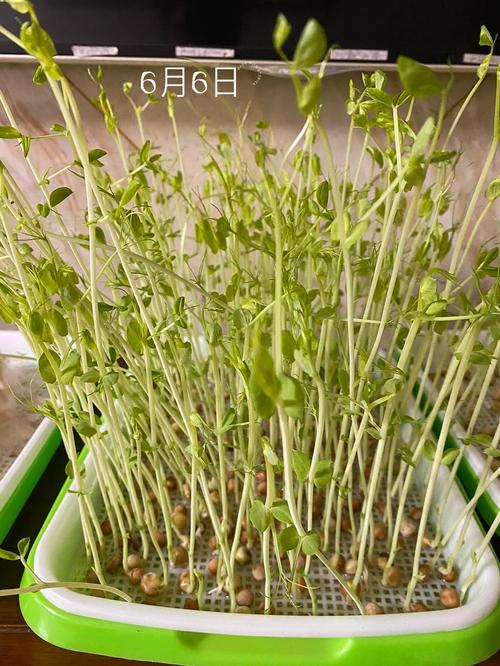 蔬菜种子怎样播种_豆苗怎么种植小番茄视频 蔬菜种子怎样播种_豆苗怎么种植小番茄视频 农业常识