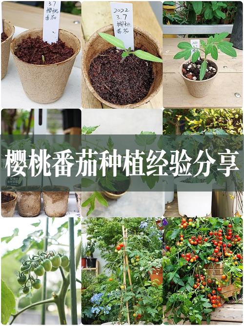 樱桃蕃茄如何反季节种植？栽培过程中有哪些技术_小番茄鲜果怎么种植的视频 樱桃蕃茄如何反季节种植？栽培过程中有哪些技术_小番茄鲜果怎么种植的视频 番茄种植技巧