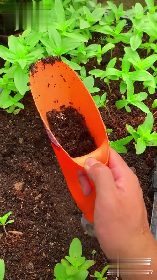 迈世铁锅用法_栽番茄苗铲子怎么种植视频 迈世铁锅用法_栽番茄苗铲子怎么种植视频 番茄种植技巧