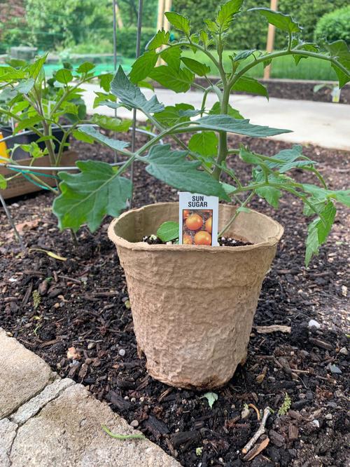 彩椒有哪些做法_红黄番茄种苗怎么种植视频 彩椒有哪些做法_红黄番茄种苗怎么种植视频 番茄种植技巧